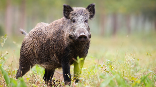 Un nou focar de pestă porcină africană, depistat în raionul Briceni
