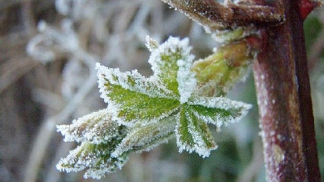 Cod galben de înghețuri, emis de meteorologi