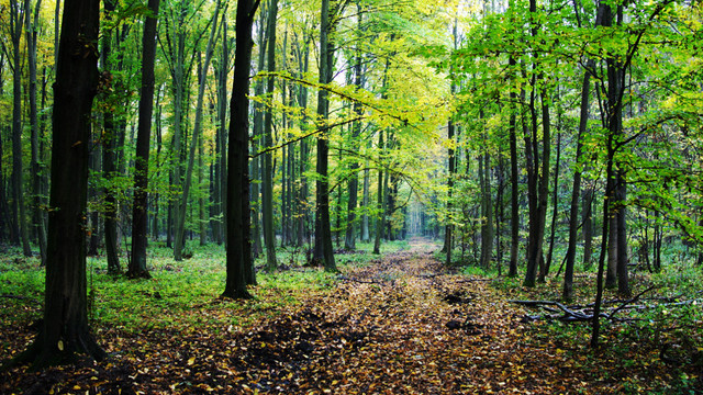 Ministerul Mediului lansează o nouă ediție a campaniei Pădurea Curată Ministerul Mediului lansează o nouă ediție a campaniei Pădurea Curată