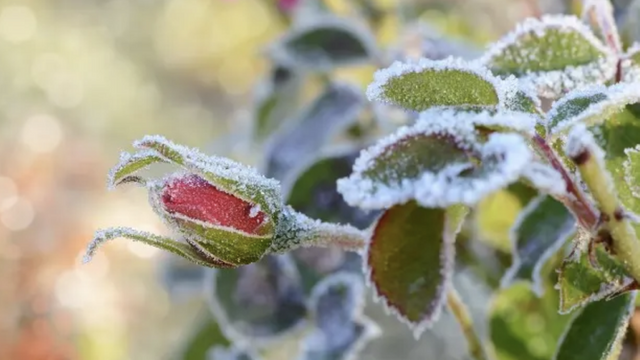 Meteorologii au emis Cod galben de înghețuri în nordul Republicii Moldova  Meteorologii au emis Cod galben de înghețuri în nordul Republicii Moldova