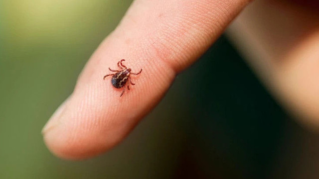 Trei cazuri de boală Lyme, asociate mușcăturilor de căpușe, au fost înregistrate în Chișinău Trei cazuri de boală Lyme, asociate mușcăturilor de căpușe, au fost înregistrate în Chișinău