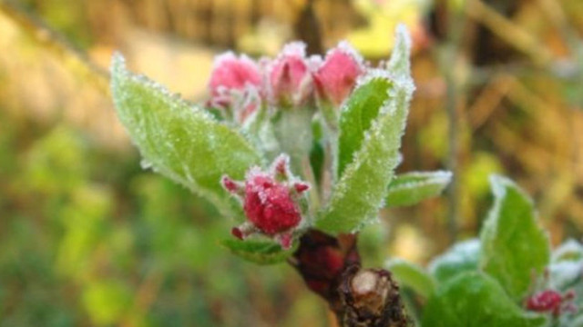 METEO | Maxime până la 17 grade Celsius și avertizare de înghețuri, anunță pentru 13 mai meteorologii METEO | Maxime până la 17 grade Celsius și avertizare de înghețuri, anunță pentru 13 mai meteorologii
