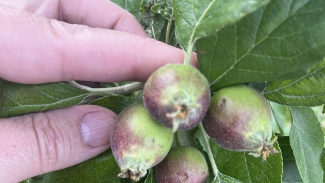 Moldova Fruct cere „stare de calamitate în agricultură” după pierderi de până la 100% în livezi. Răspunsul Guvernului Moldova Fruct cere „stare de calamitate în agricultură” după pierderi de până la 100% în livezi. Răspunsul Guvernului