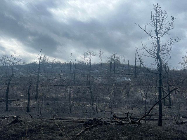 FOTO | Incendiu major de vegetație în raionul Căușeni. Pompierii au salvat două persoane și două case din calea flăcărilor