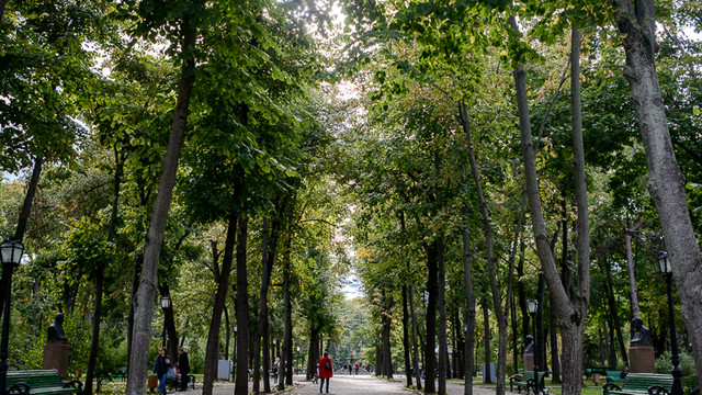 Tăierea arborilor din Chișinău stârnește controverse printre locuitori și specialiști. „Spații Verzi” susține că intervențiile sunt legale și necesare Tăierea arborilor din Chișinău stârnește controverse printre locuitori și specialiști. „Spații Verzi” susține că intervențiile sunt legale și necesare
