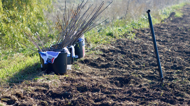 Păduri noi: 16 mii de hectare plantate în cadrul campaniei naționale de împădurire Păduri noi: 16 mii de hectare plantate în cadrul campaniei naționale de împădurire