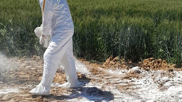 Cadavre a zeci de porci infectați cu pestă, găsite într-un lan din raionul Drochia
Cadavre a zeci de porci infectați cu pestă, găsite într-un lan din raionul Drochia