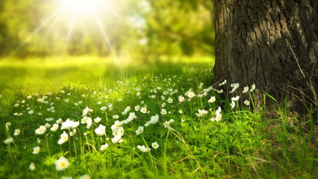 METEO | Vreme frumoasă în weekend, cu temperaturi în creștere până la 30 grade Celsius METEO | Vreme frumoasă în weekend, cu temperaturi în creștere până la 30 grade Celsius