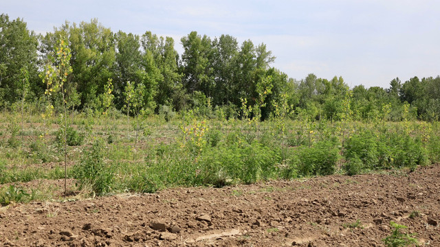 Două păduri tinere au fost plantate pe malul Nistrului (FOTO) Două păduri tinere au fost plantate pe malul Nistrului (FOTO)