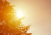 Meteorologii au emis un nou cod galben de caniculă