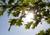 METEO | Temperaturi de până la 30 de grade Celsius, prognozate pentru joi 