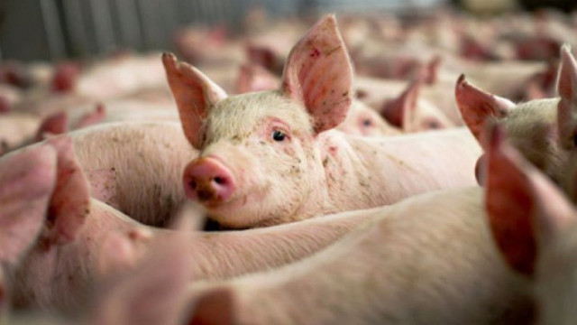 Un nou caz de pestă porcină, înregistrat în nordul Republicii Moldova 