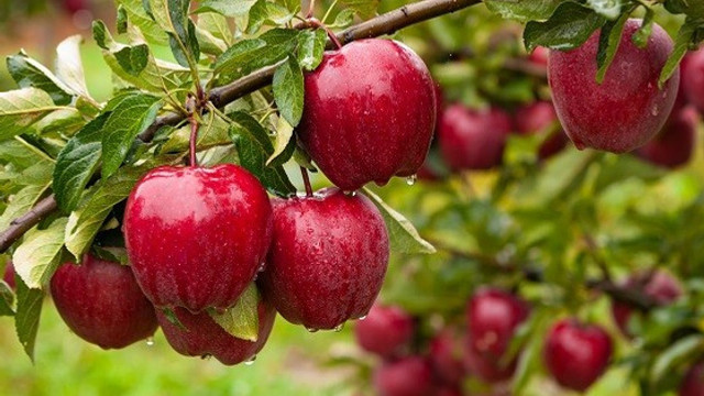 Producția de mere din Republica Moldova ar putea fi mai mică cu peste 30% în acest an
Producția de mere din Republica Moldova ar putea fi mai mică cu peste 30% în acest an