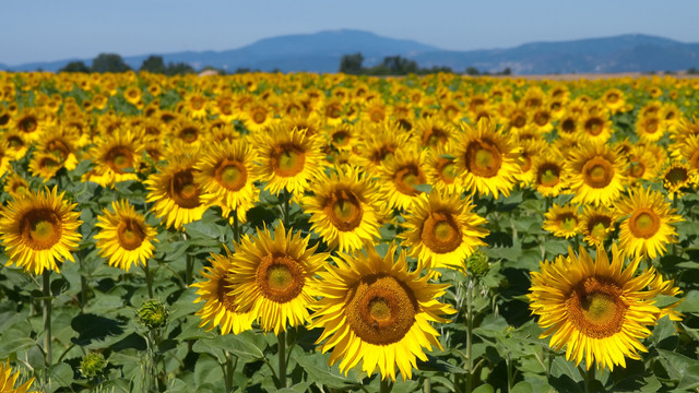 Meteorologii prognozează vreme frumoasă și temperaturi „confortabile” pentru mijloc de august Meteorologii prognozează vreme frumoasă și temperaturi „confortabile” pentru mijloc de august