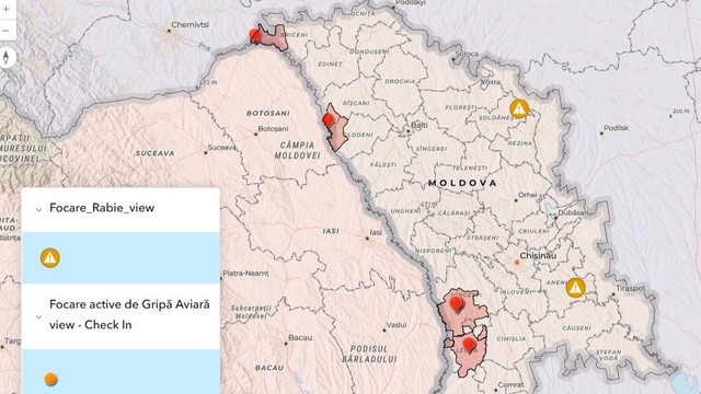 Trei focare de pestă porcină africană au fost înregistrate în raioanele Râșcani și Leova