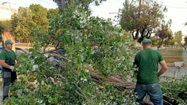 Un copac a căzut peste mai multe mașini parcate pe strada Kogălniceanu din Chișinău
