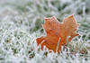 Meteorologii au emis Cod galben de îngheț pe întreg teritoriul R. Moldova