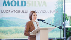 Republica Moldova marchează Ziua silvicultorilor. Maia Sandu: „Prin munca lor, fac Republica Moldova mai verde”