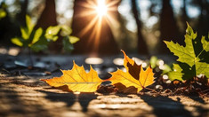 Astăzi vom avea cer senin și temperaturi de până la 27 de grade Celsius