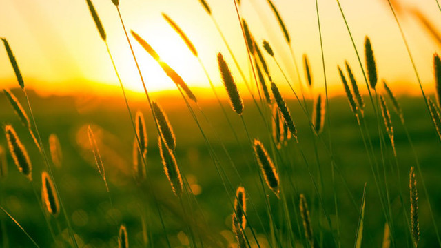 METEO | Vreme caldă și temperaturi de până la 33°C prognozate pentru miercuri METEO | Vreme caldă și temperaturi de până la 33°C prognozate pentru miercuri