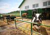 Granturi pentru fermele de bovine, ovine și caprine. Cererile pot fi depuse de astăzi, 20 octombrie 