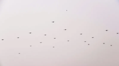 Un nou incident în spațiul aerian european: 15 drone au survolat o bază militară în Belgia. Apoi, au zburat spre Germania