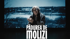 Zilele Filmului Românesc la Chișinău | „Pădurea de molizi”, un film inspirat din tragedia de la Fântâna Albă, în regia lui Tudor Giurgiu