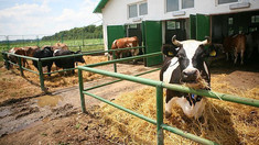 Granturi pentru fermele de bovine, ovine și caprine. Cererile pot fi depuse de astăzi, 20 octombrie 