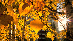 METEO | Vreme frumoasă și maxime de până la 20 de grade Celsius, prognozate de meteorologi pentru joi