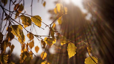 Temperaturile blânde pe timp de zi se mențin, dar nopțile se vor răci în următoarele zile