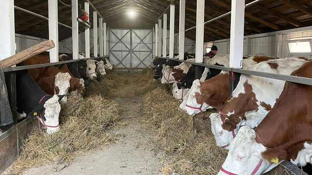 Finanțare pentru modernizarea fermelor zootehnice. Solicitările se fac din 20 octombrie