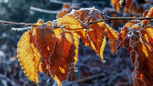 Cod galben de înghețuri, anunțat de meteorologi pentru zilele de miercuri și joi
Cod galben de înghețuri, anunțat de meteorologi pentru zilele de miercuri și joi
