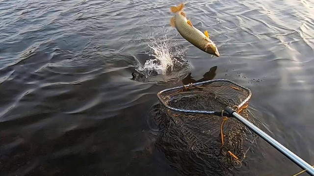 Producția locală de pește va fi triplată până la sfârșitul anului 2028 Producția locală de pește va fi triplată până la sfârșitul anului 2028