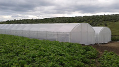 Fermierii pot accesa credite de până la 150 mii de euro pentru modernizarea serelor agricole și implementarea tehnologiilor verzi