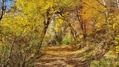 METEO | Astăzi vom avea parte de o vreme neobișnuit de caldă pentru luna noiembrie, cu maxime termice care pot ajunge la 15 grade Celsius