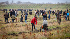 Pe 15 noiembrie începe campania de împădurire