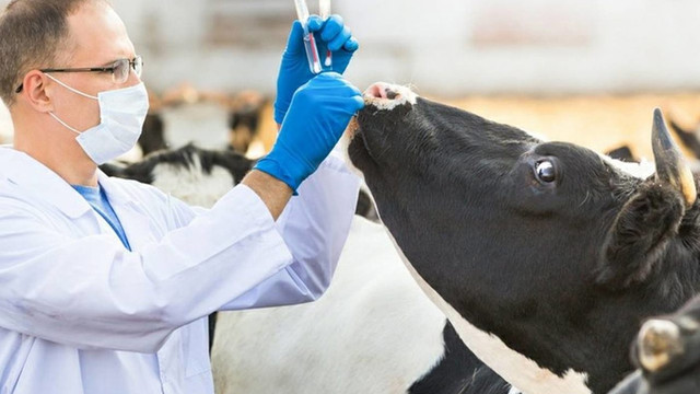 Criză de medici veterinari. Zonele rurale, cele mai afectate