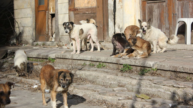Chișinău: Peste 1.400 de câini fără stăpân au fost sterilizați de la începutul anului
