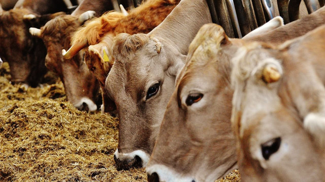 Noi reguli la importul animalelor. Sacrificare interzisă timp de un an
