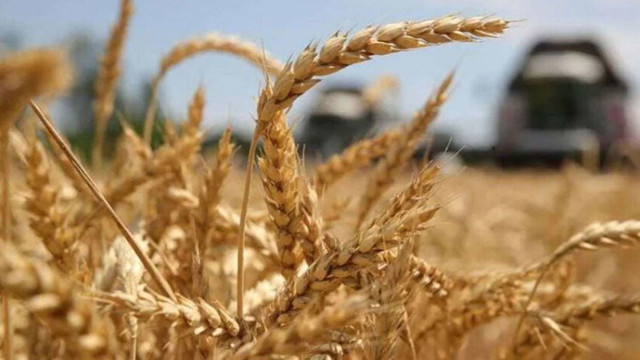 Exporturi mai mici de grâu, în acest an: explicațiile Ministerului Agriculturii și Industriei Alimentare
