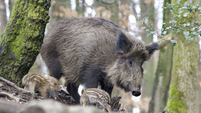 Șase focare de pestă porcină și rabie, confirmate în ultimele două săptămâni
