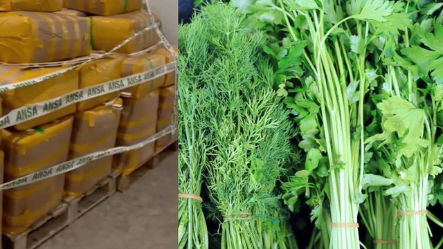 Un lot de 7,5 tone de mărar de import, distrus sub supravegherea inspectorilor ANSA
