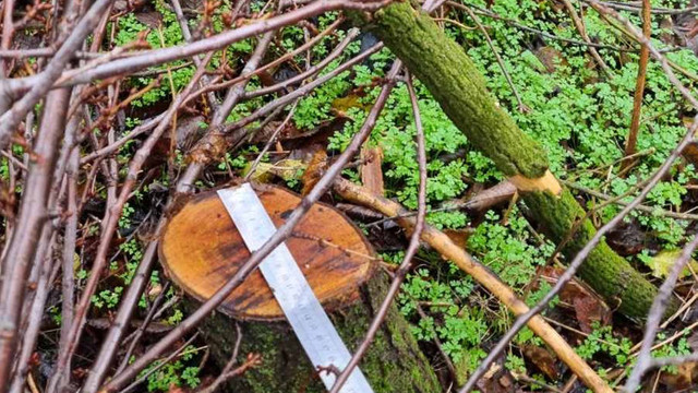 În Dondușeni au fost depistate tăieri ilegale în fondul forestier și fâșiile de protecție