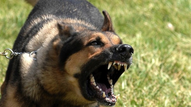 Intervenție rapidă în caz de mușcături de animale: locuitorii Chișinăului vor beneficia de servicii antirabice mai aproape de casă
