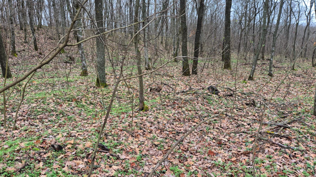 Peste 160 de arbori tăiați ilegal într-un ocol silvic din Criuleni. Prejudiciul se ridică la aproximativ 200 mii de lei 
