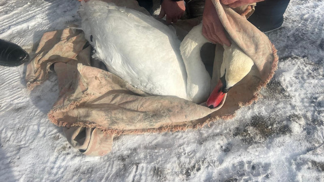 Intervenție inedită la Tudora. Polițiștii de frontieră au salvat o lebădă rănită pe Nistru