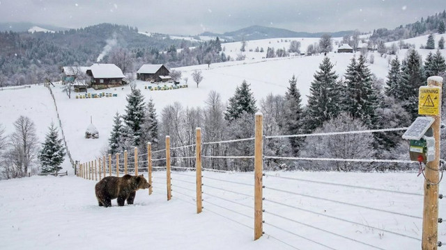 Garduri electrice vor fi instalate în România, pentru protecția oamenilor de urși
