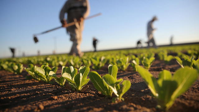Sprijin pentru femeile din agricultură, prevăzut în politica agricolă pentru 2026
