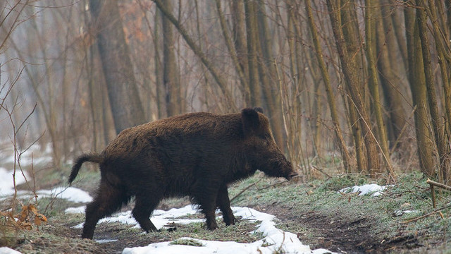 Mai multe focare de gripă aviară, rabie și pestă porcină, depistate în R. Moldova
