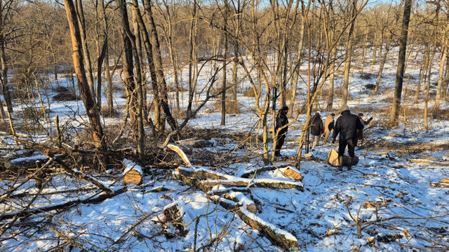 Peste o mie de arbori au fost tăiați ilegal la Ghidighici